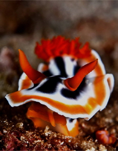Chromodoris Magnifica by Charles Wright 